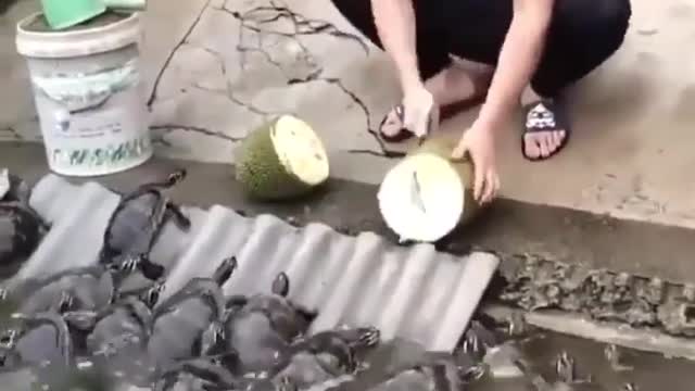 Turtle Raising Techniques