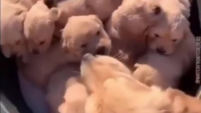Funny Dog and Cats Videos - Cute Puppy Compilation 29 #shorts #dogvideos