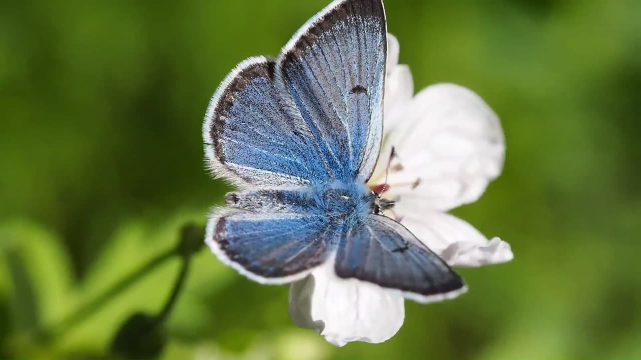 Beautiful Butterflies and The Best Relaxing Piano Music |