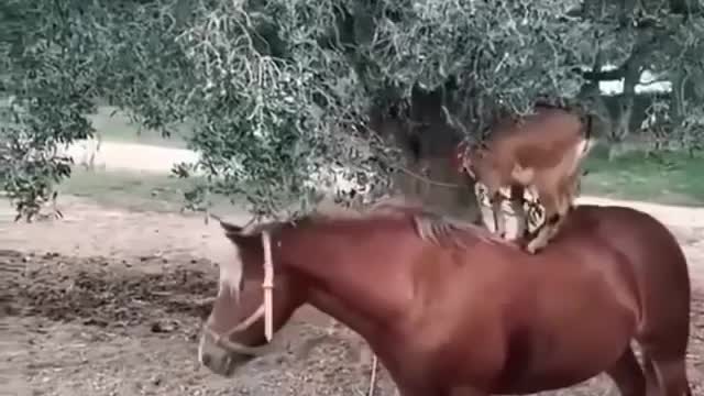 goat riding horse