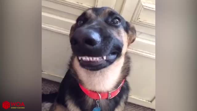 Amazing dogs smiling