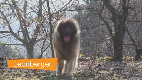 Dog Breeds Commonly Mistaken For Tibetan Mastiff