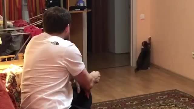 how to use a cat at home
