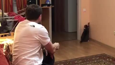 how to use a cat at home