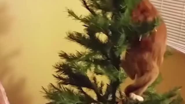 FIGHT CAT VS CHRISTMAS TREE||CAT ATTACK CHRISTMAS TREE....! PART 2