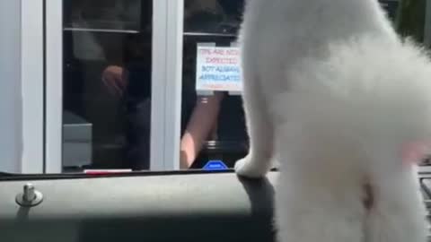 Dog mini