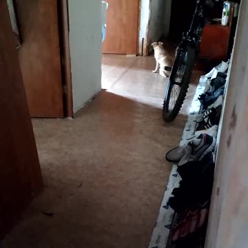 2 wolves howling together at the moon, and the dog misses the owner.