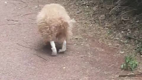 Is that dog? Or duck?
