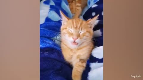 Really beautiful cats in 2024 Wow they are so cute and funny