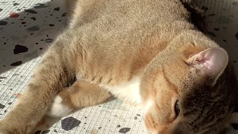 Hector by the window getting morning sun (Sun, 11/Aug/2024)
