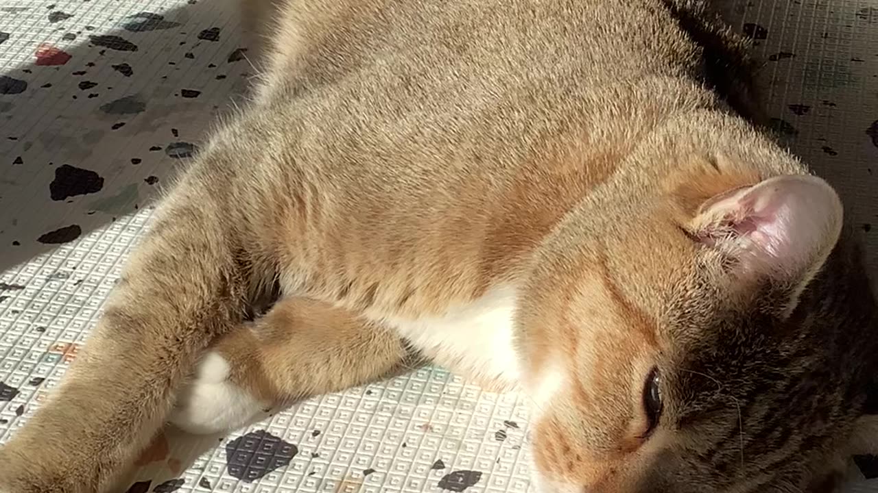 Hector by the window getting morning sun (Sun, 11/Aug/2024)