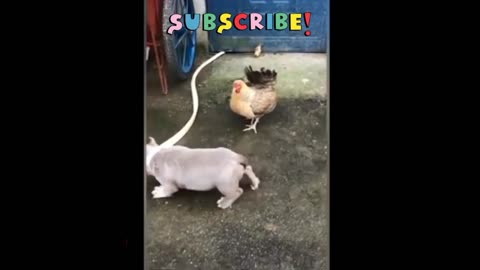 Animals playing funniest