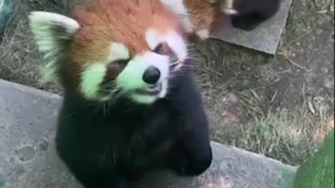 How does a red panda bark or make noise？？