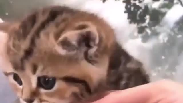 Cat cutest video