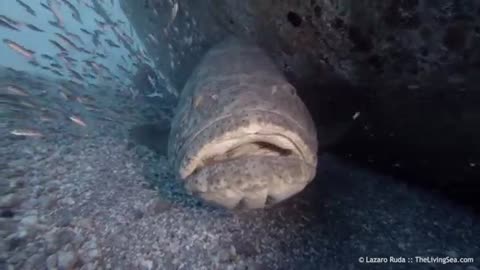 Amazing Goliath Grouper Dive in West Palm Beach, Florida!