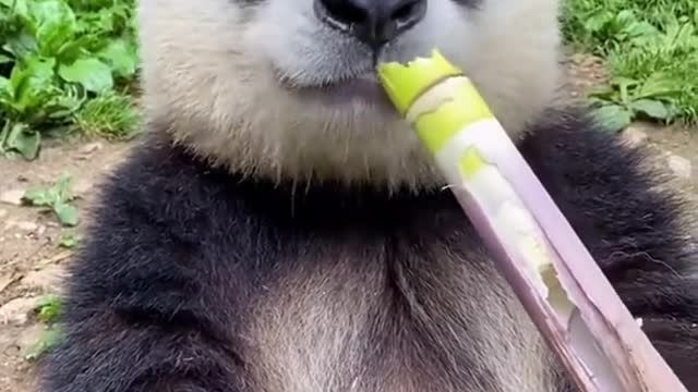 Panda Eating perennial grass sugar cane