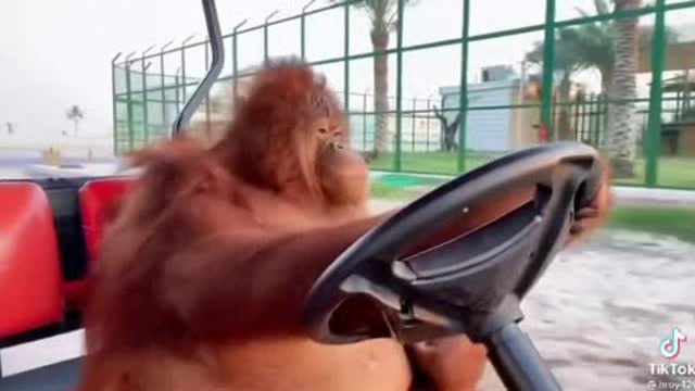 Cute animals
