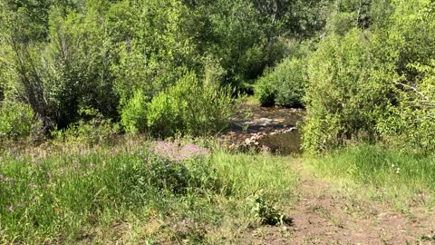 SawMill Canyon - Idaho