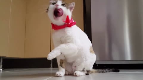 CLEANING PUSSY CAT