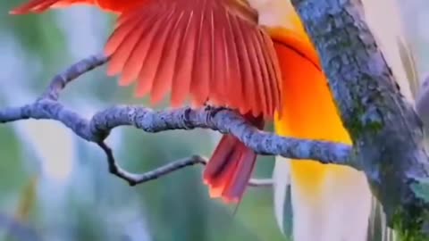 Pet Cats Beautiful Bird And Animal 4K HD Adorable Photography By Nature.