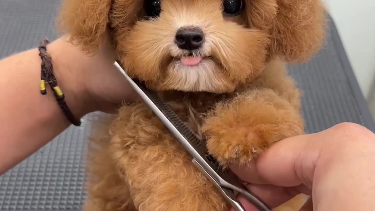 Beautiful haircut for a cute dog 😍😍.