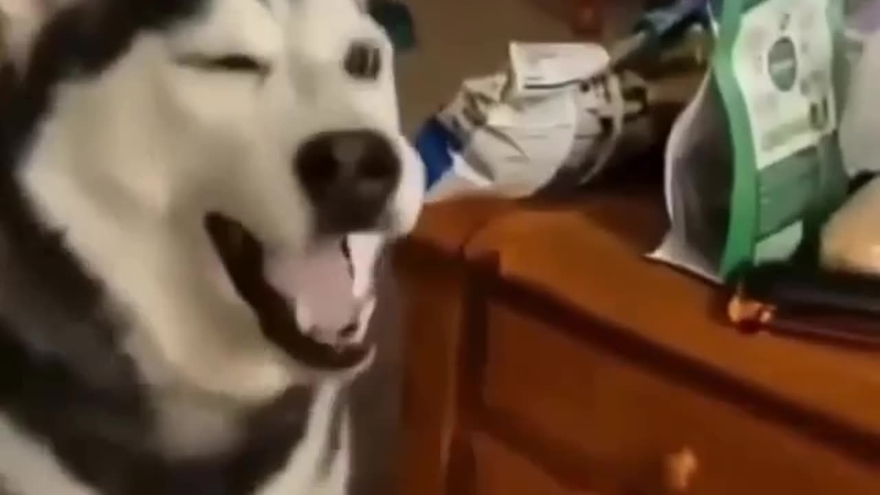 a dog sneezes