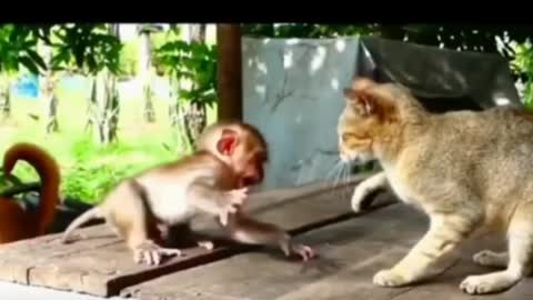 Funny Cat Vs Monkey fight | absolute laugh |