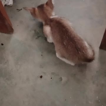 Kitten Loves Having Fun With Biscuits #shorts