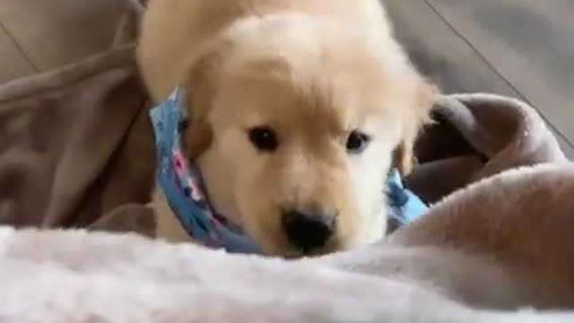 This golden retriever is so happy !!!