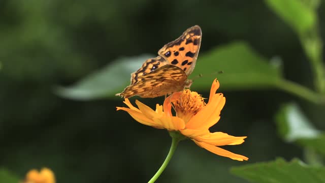 Leopard Butterfly - 2