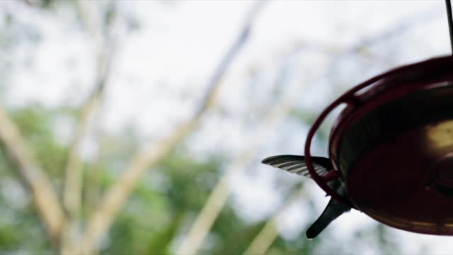 bird aviary