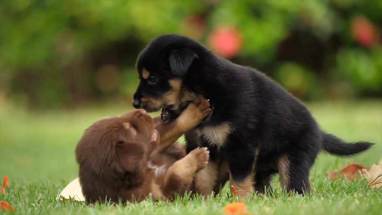 Cute puppies play