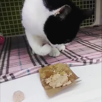 Puppies Funny video tranding