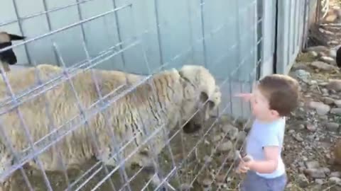 Goat attached the baby in zoo.