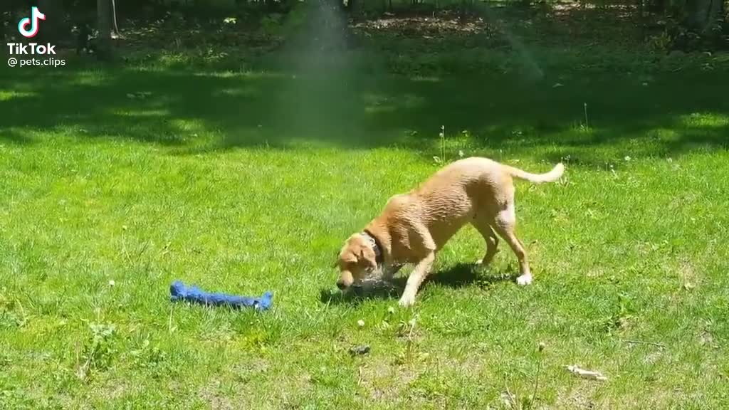 Look at this dog playing with water