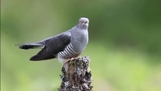 So beautiful birds voice