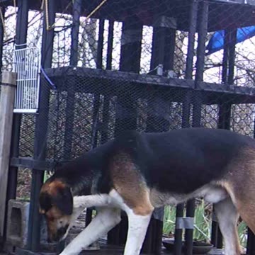 EA S64 - Sweet Stray Dog