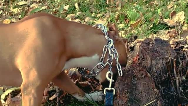 Staffordshire Terrier bites a tree