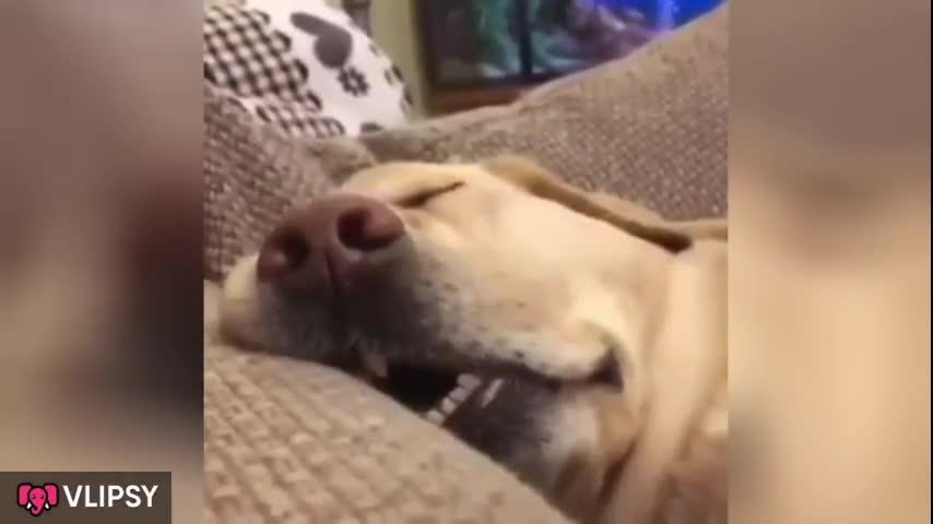 BORED DOG Snoring sleeping