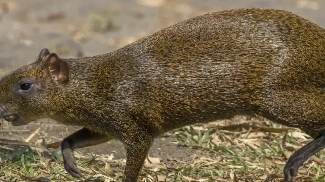 The Rarest Rodent That Could Be Own