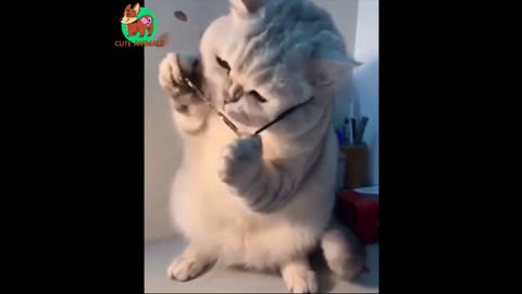 Charming Kitten 🐱🕶️ Funny Animals