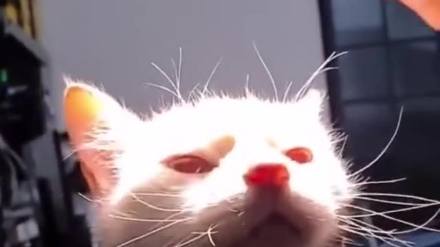 Hey human, watch this. Sharingannnn