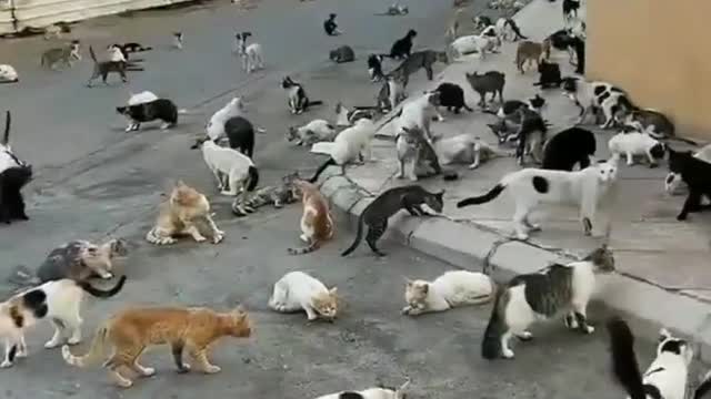 Japan's Cat Island - incredible! 😲😱 || Cute and funny Cats Videos 😍 || World's biggest cats islands