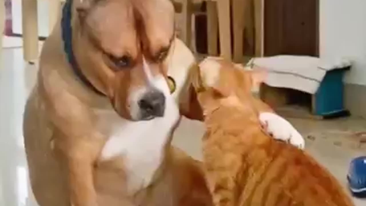 Funny shorts