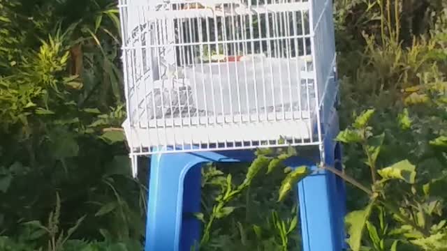 Birds bathing