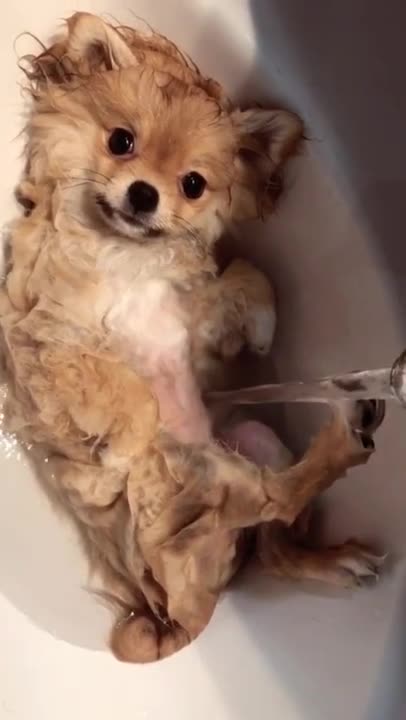 Chihuahua #dog #dogs #puppy