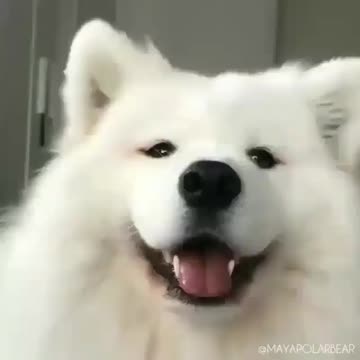 Good dog at homes funny