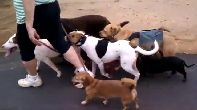 Dogs family,walking on the road with their owner,funtime