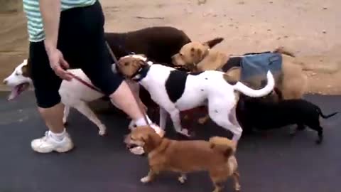 Dogs family,walking on the road with their owner,funtime