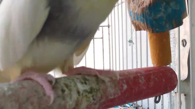 cockatiel